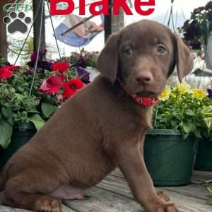 Blake, Chocolate Labrador Retriever Puppy